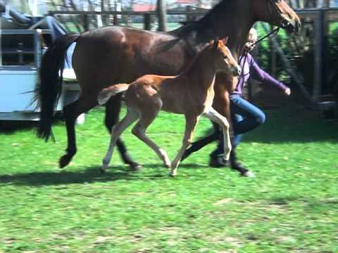 SF v. Edward-Lauries Crusador xx-White Star