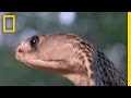 Cobra vs Monitor Lizard | National Geographic