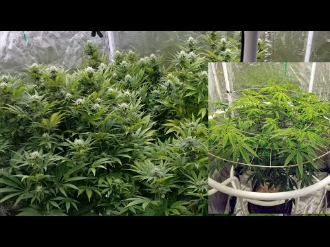 Flowering time for Gold Leaf