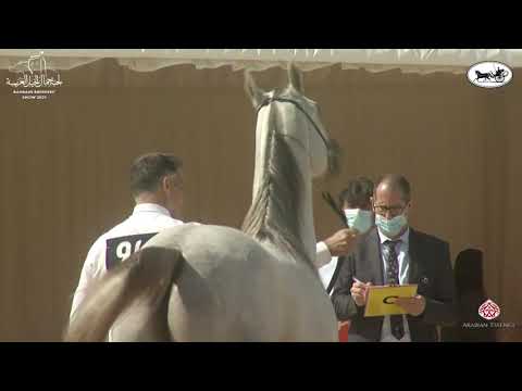 N 94 SARAB AL MANAMA   7th Bahrain Breeders Show 2021   Colts 2 Years Old Class 7A