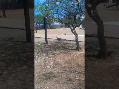 Conocés el Primer y Único Complejo Turístico Pet Friendly emplazado en Villa del Valle de Tulumba ?