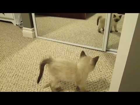 Ragdoll Siamese Kitten and Mirror