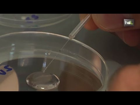 Científicos sevillanos mejoran la tasa de supervivencia de embriones en la reproducción asistida