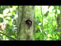 Amazon Wildlife Rain Forest Documentary