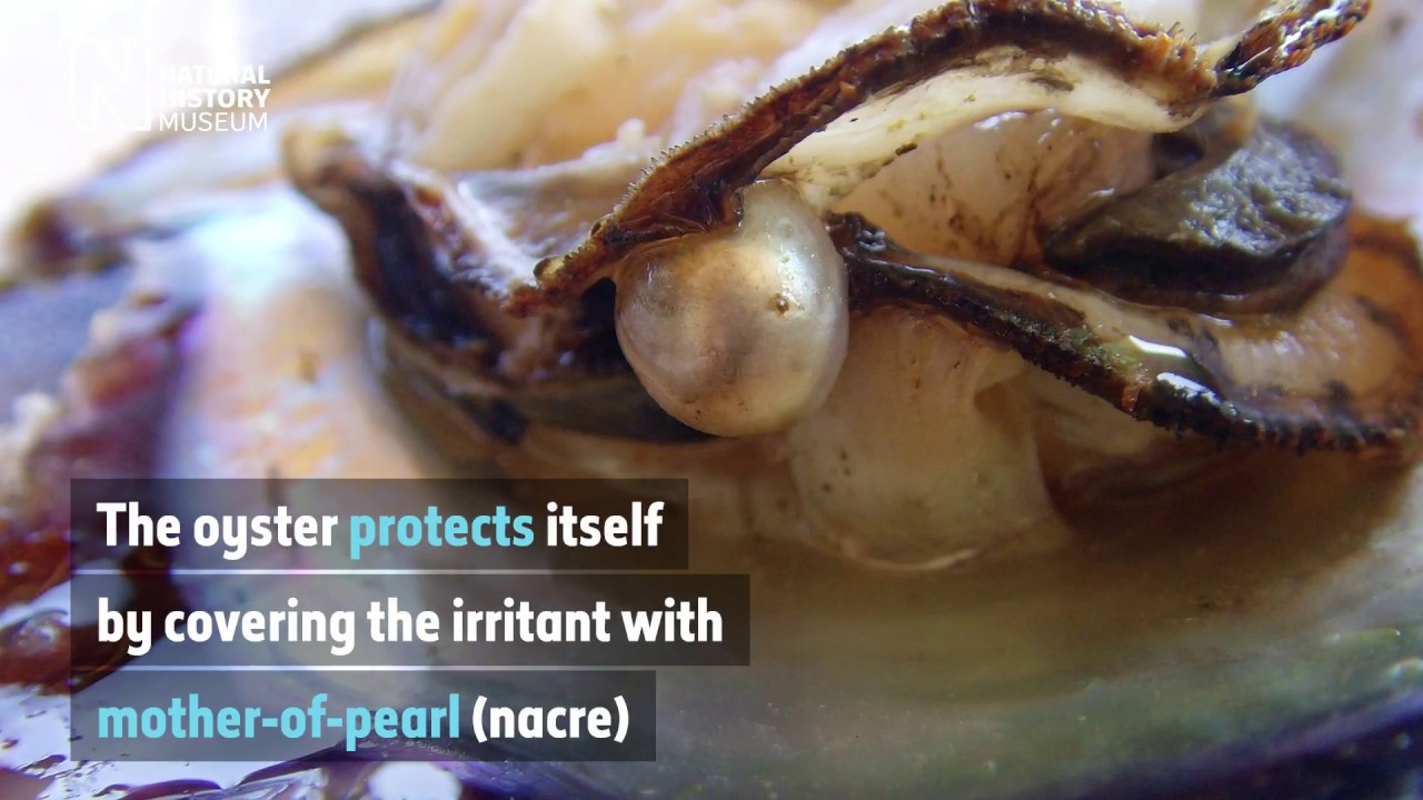 The fish that's also a pearl | Natural History Museum
