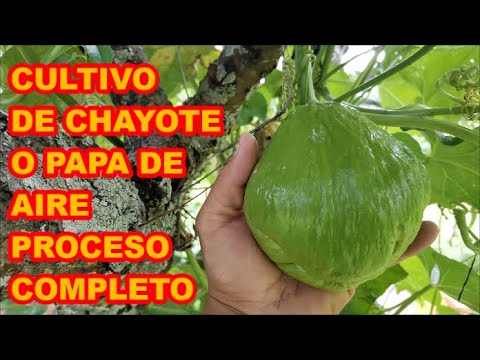 , title : 'CULTIVO DE CHAYOTES (SIDRA O PAPA DE AIRE) PROCESO COMPLETO, DE SEMILLA A SEMILLA'