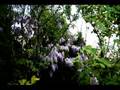 Yiddish Songs and Piano Der Rebbe Elimelech ...