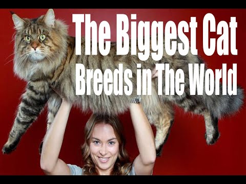 the biggest cat breeds in the world