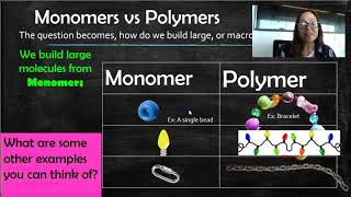 Monomer vs Polymer