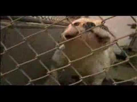 Dubherman -chercher la dog-