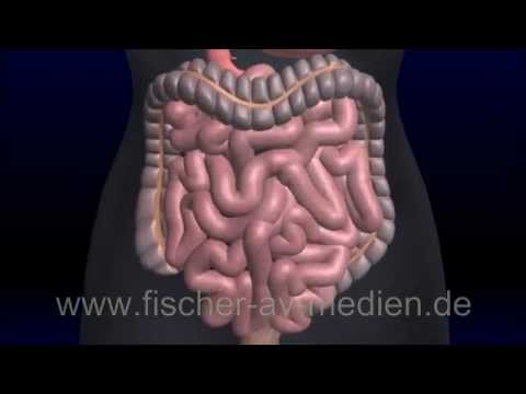 Der Darm - kurz und bündig - 3D Animation - Intestine