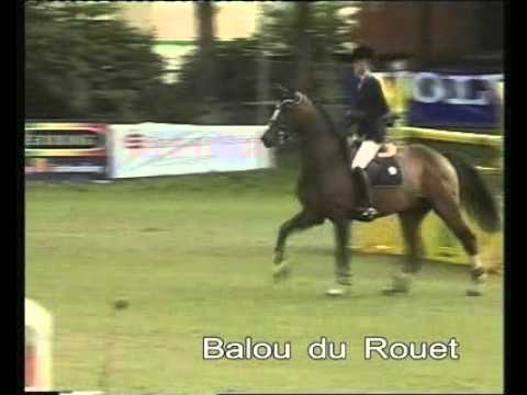 Balou du Rouet - Elite Stallions