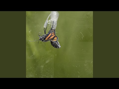 Closet Rap (feat. Iftu Abdussa)