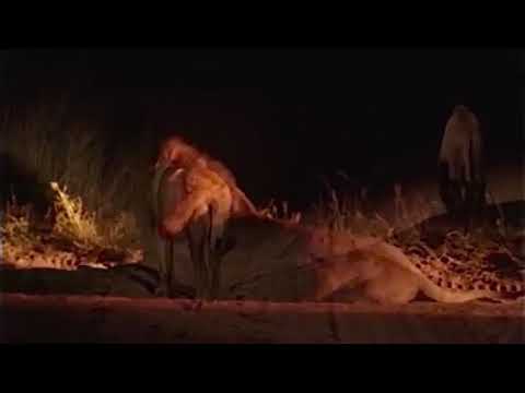 Powerful Majingilane Males The Night Watchmen