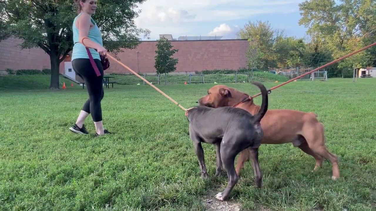 Vernon's Leash Test