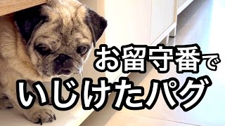 【癒し系】ドバイ生活の留守番で、愛犬がイジけてしまいました。【パグ犬 炭鈴】
