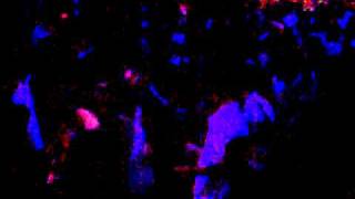 because we love house music | Rui Murka + Social Disco Club | Lux | 21.08.2010.mp4