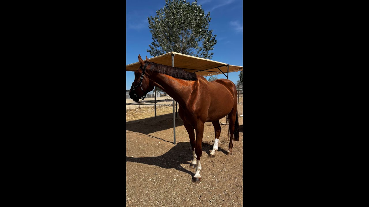 Vino VB ☆ (REPLAY VAN 'T PARADIJS x LORD Z) video 3