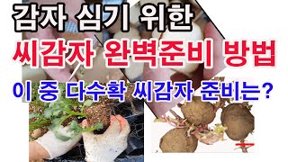 감자 다수확 위한 씨감자 준비 방법, 이 정도면 완벽.(감자 재배, 씨감자 준비, 씨감자 크기, 씨감자 자르…