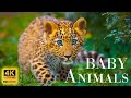 Wild Babies 4K - Amazing World Of Young Animals | Scenic Relaxation Film