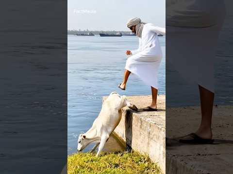 Shocking Moment: Man Throws Calf, Ox Hits Back!#cow #calf #shorts #viral #pets #animals #trending