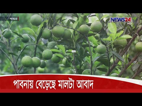 মালটা চাষ