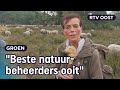 Zijn schaapskuddes onmisbaar voor natuurbeheer? | RTV Oost