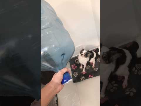 Perra atrapada por una Garrafa 💧