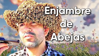 bees herald honey | abejas asesinas | killer bees | not the bees | queen bee reina bees swarm attack