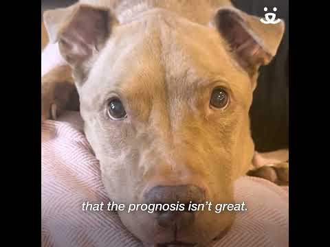 In memory of Macchiato, a terminally ill pup who experienced joy-filled final days