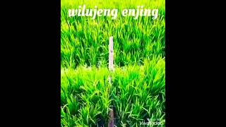 Download lagu story'wa Sunda wilujeng enjing mp3