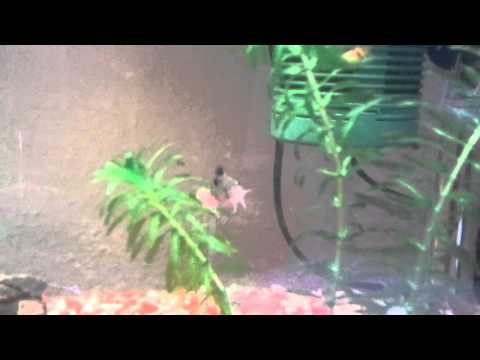 Panzerwelse Coridoras Paarungsritual?