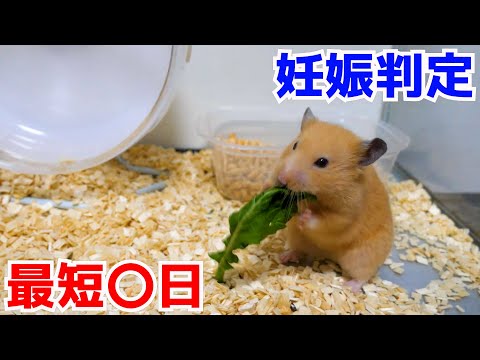 ハムスターが妊娠しているかどうかはどうやってわかりますか?