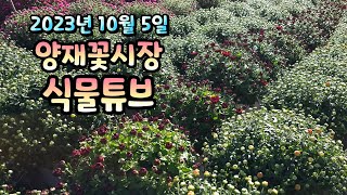 양재꽃시장 식물튜브  [갑자기 국화 입고에 대한 영상]   #양재꽃시장 #식물튜브 #월동 #관엽 #식물아빠