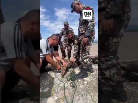 VÍDEO: Militares resgatam filhote de cervo em inundação no Nepal | CNN BRASIL