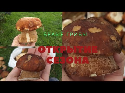 Сбор грибов 2020 // Белые грибы // Открытие сезона.