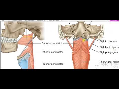 Pharynx constrictors