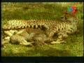 Classic Animal Tracks Cheetah 