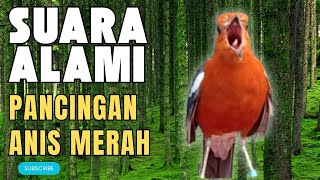 Download lagu MACETAN PASTI NYAUT | ANIS MERAH GACOR INI 100% JITU UNTUK PANCINGAN ANIS MERAH MACET BIAR BUNYI |20 mp3 Download lagu MACETAN PASTI NYAUT | ANIS MERAH GACOR INI 100% JITU UNTUK PANCINGAN ANIS MERAH MACET BIAR BUNYI |20 mp3