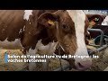 salon de l agriculture vu de bretagne les vaches bretonnes