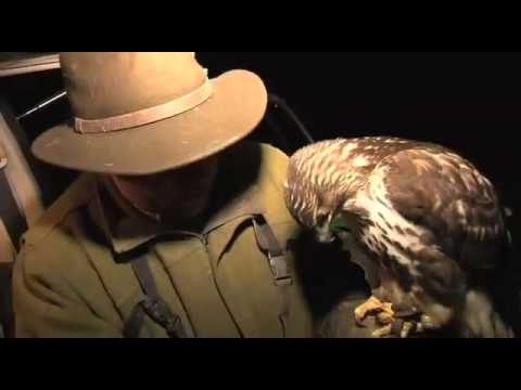 Fieldsports Britain – Lamping with hawks + Olympic shooting + cooking squirrels – episode 16 Fieldsports Britain – Lamping with hawks + Olympic shooting + cooking squirrels – episode 16