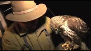 Fieldsports Britain – Lamping with hawks + Olympic shooting + cooking squirrels – episode 16