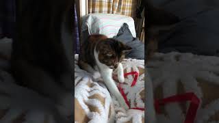 猫じゃらし Cats are connoisseurs of comfort.