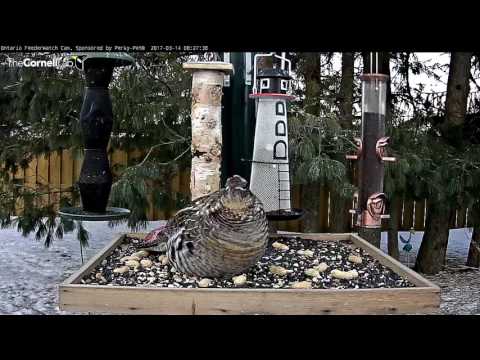 Early Morning Ruffed Grouse Visit – Mar. 14, 2017