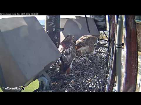 Ezra Vocalizes On Nest – Mar. 2, 2017