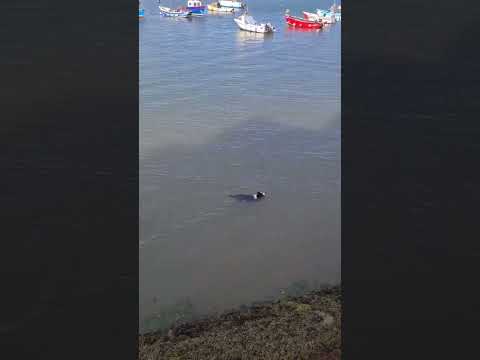 What an amazing dog Milo the Border Collie is when he helps his dad to fetch the ball in the water式