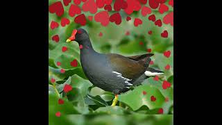 Download lagu suara burung mandar terbaik mp3