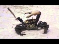 Crab smoking pot Crab smoking pot
