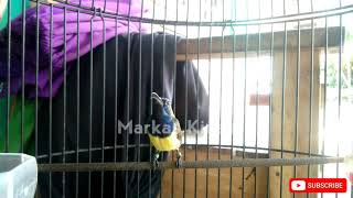 Download lagu CUKUP 1 MENIT!! SOGON MANAPUN BAKALAN NYAUT DAN IKUT BUNYI mp3