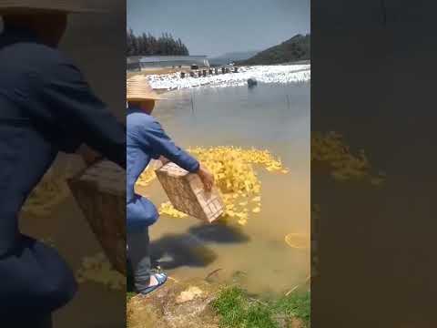 Cute Baby Duck #cute #baby #duck #water #viral #newvideo #amazing #shortvideo